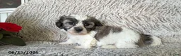 Teddy Bear dogs for sale: Leo - Ad 1