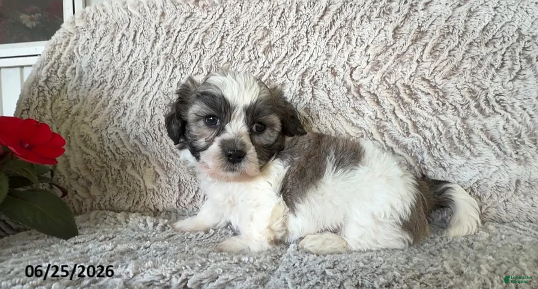 Teddy Bear dogs for sale: Leo - Ad 1