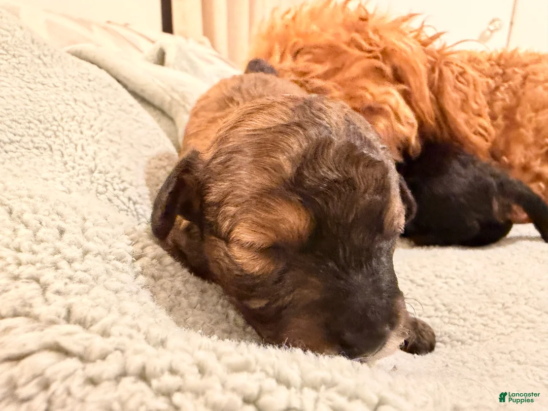 Toy Poodle dogs for sale: Carmelo - Ad 2