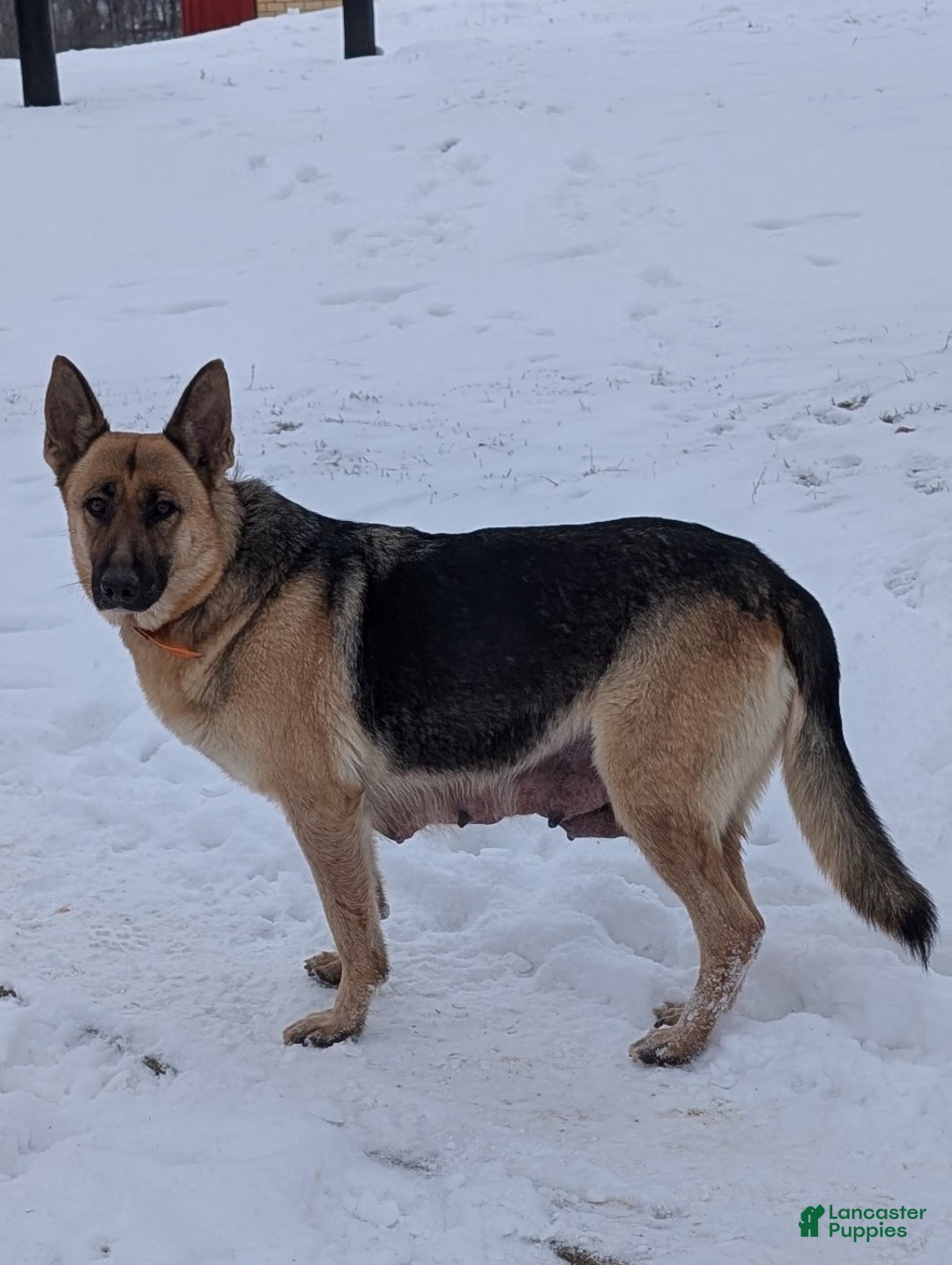 German Shepherd dogs for sale: Sara - Ad 10