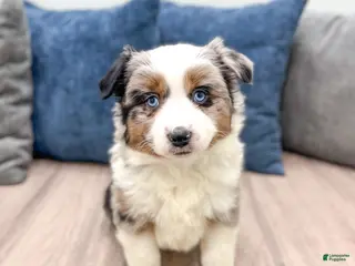 Miniature Australian Shepherd dogs Bingo - Ad 29