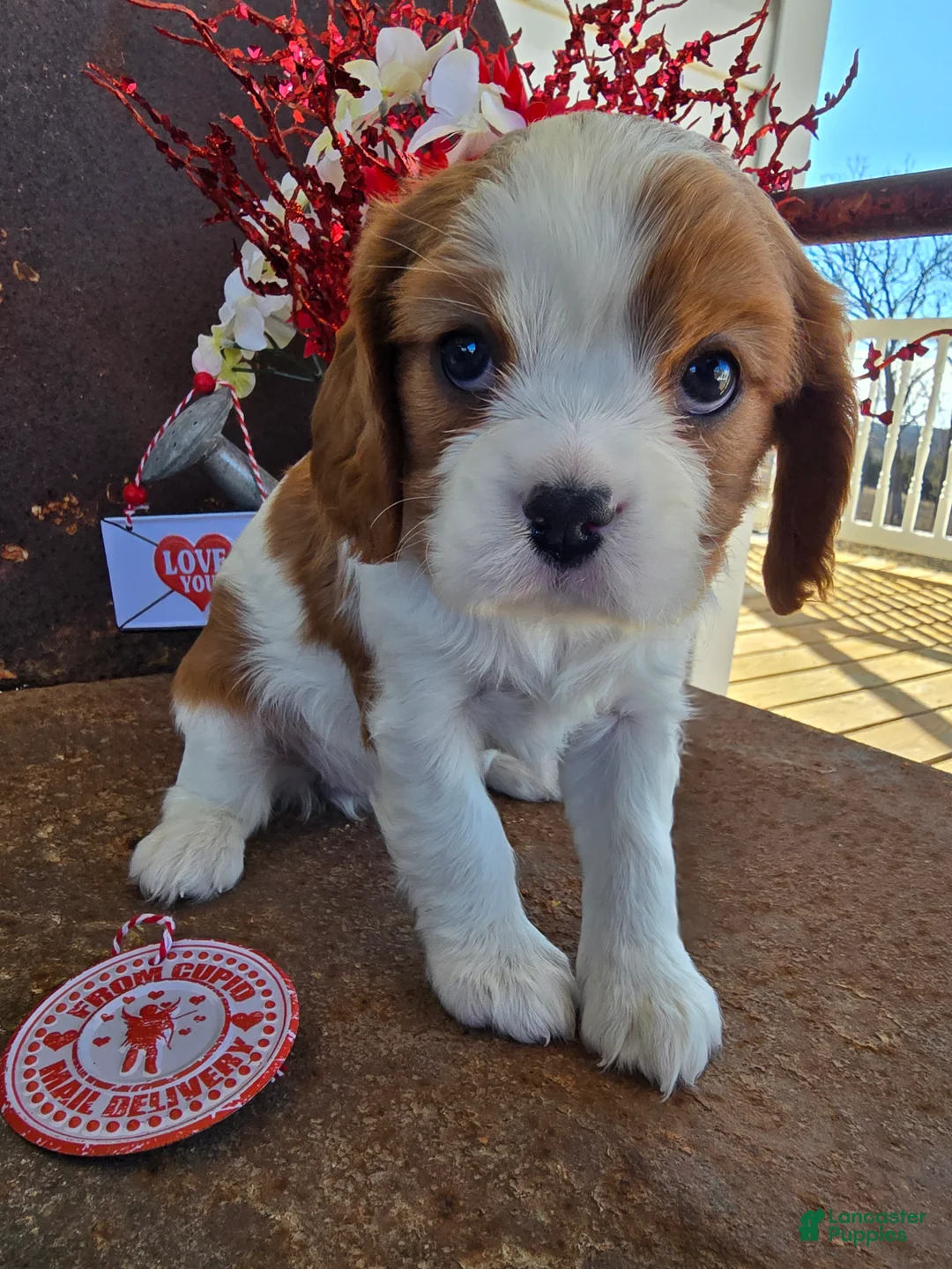 Cavalier King Charles Spaniel dogs for sale: Dolly - Ad 2