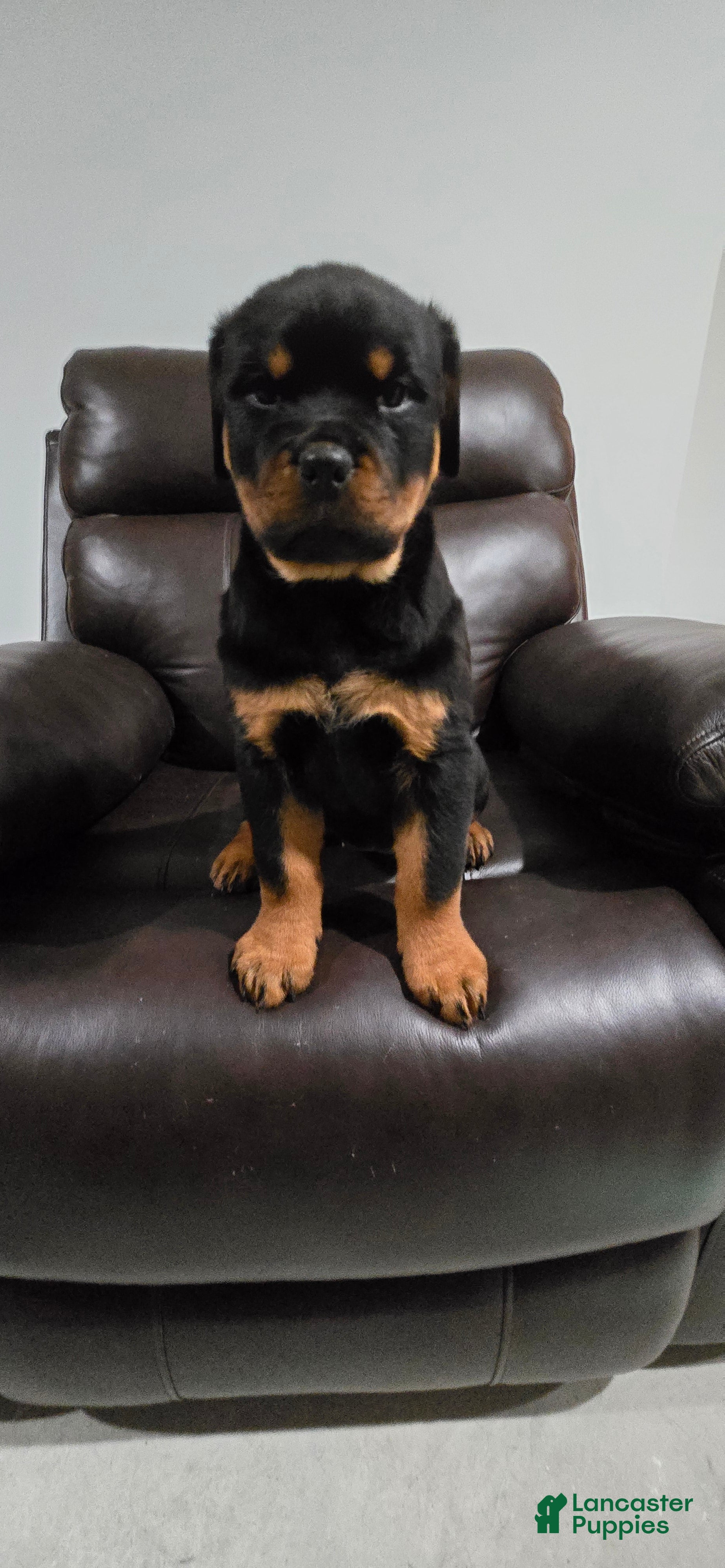 Rottweiler dogs Pink Girl  - Ad 1