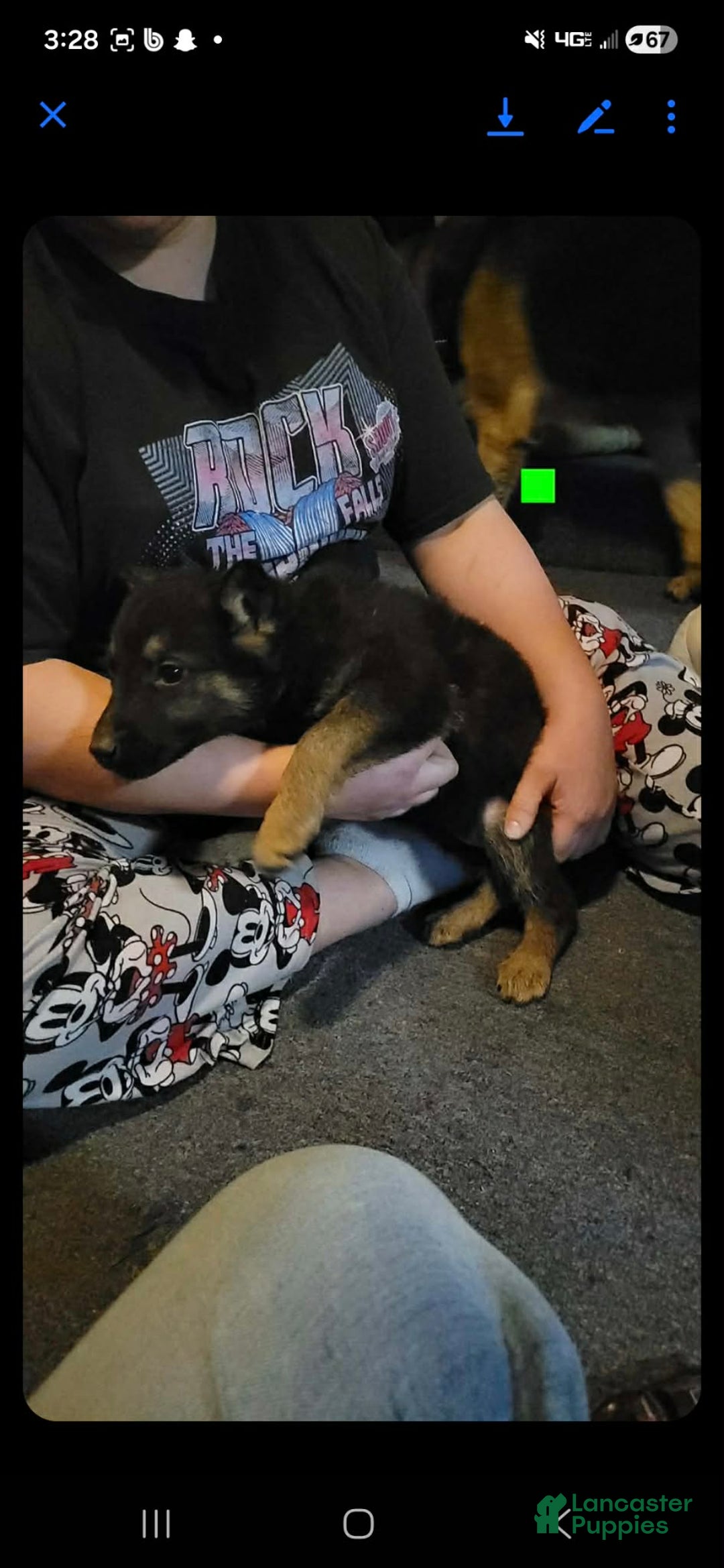 German Shepherd dogs for sale: German Shepherd Puppy 5 - Ad 1