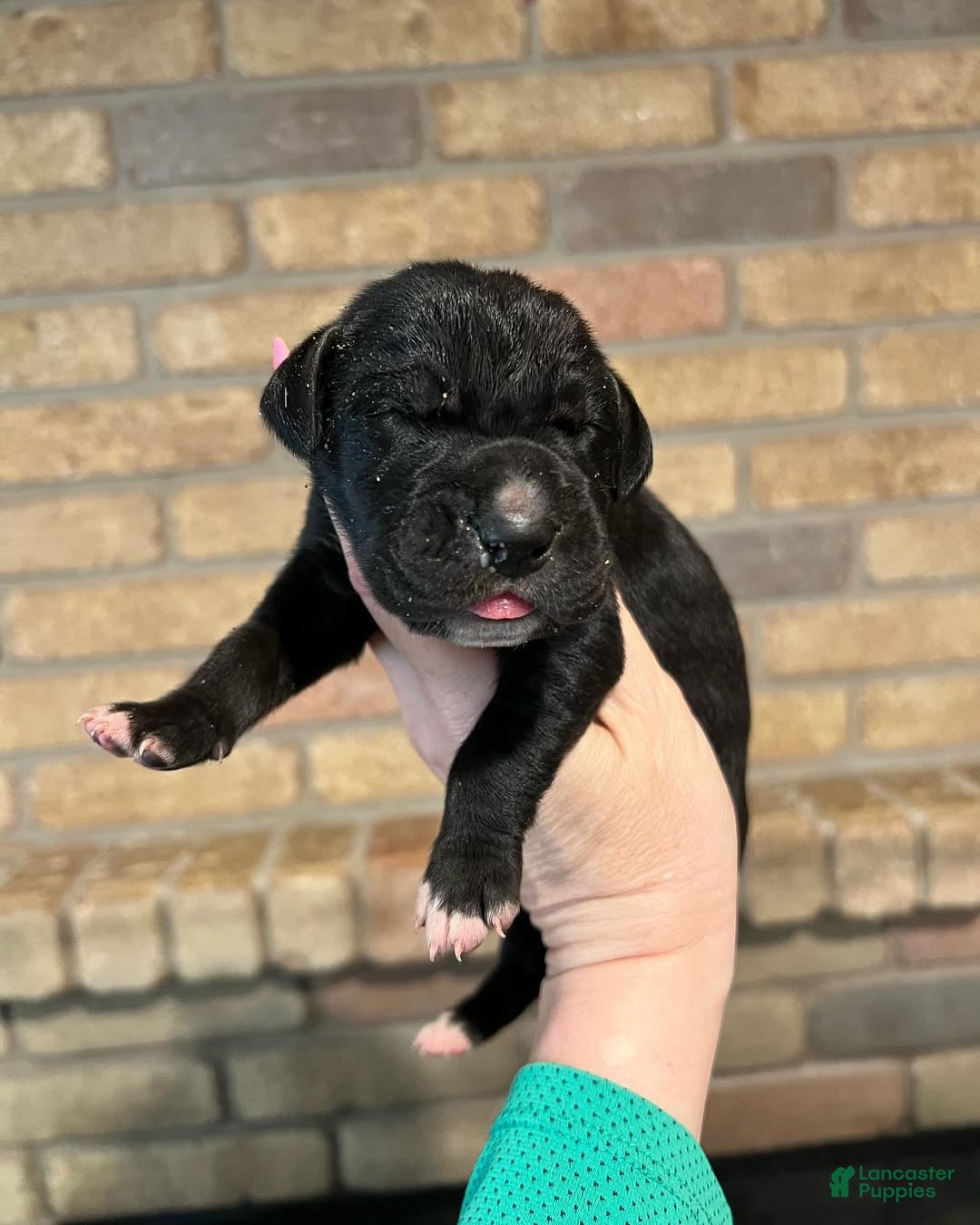 Great Dane dogs Carbon Creed's Vespera Night - Ad 4