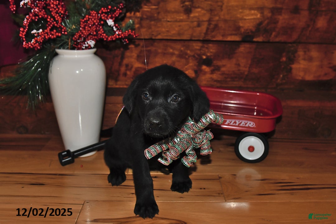 Mixed Breed dogs for sale: Joy - Ad 2