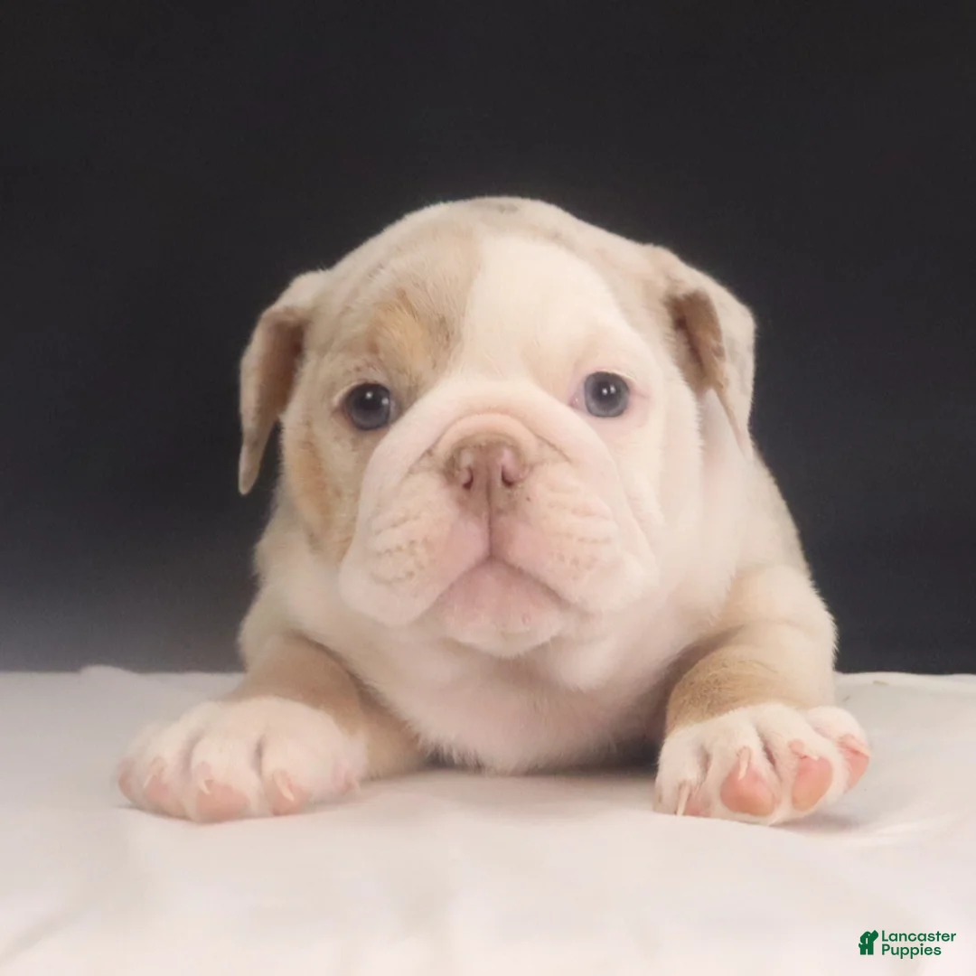 English Bulldog dogs for sale: Tammy - Ad 5
