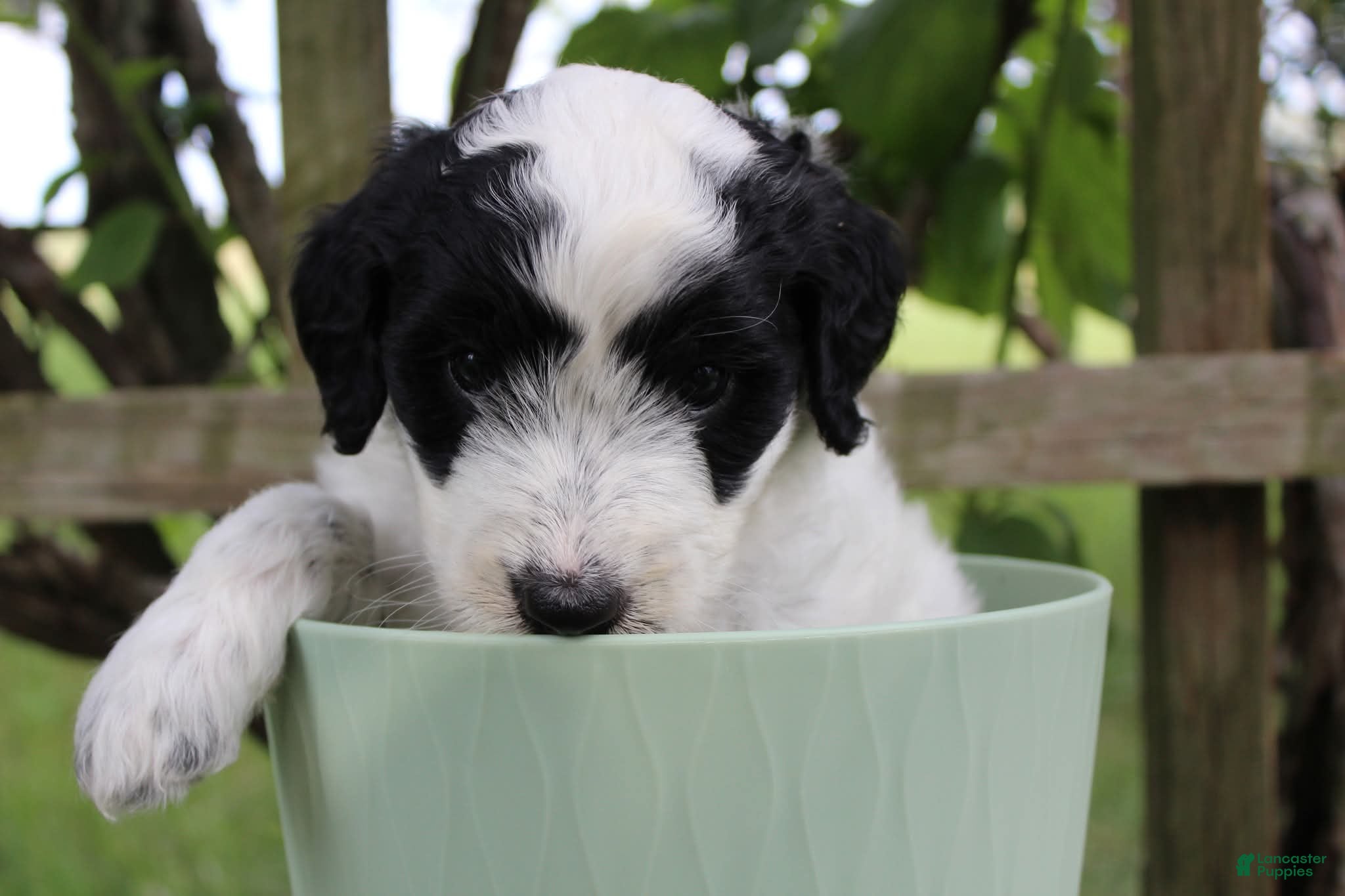 Bordoodle dogs for sale: Iris - Ad 3