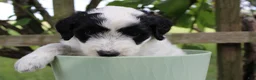 Bordoodle dogs for sale: Iris - Ad 1