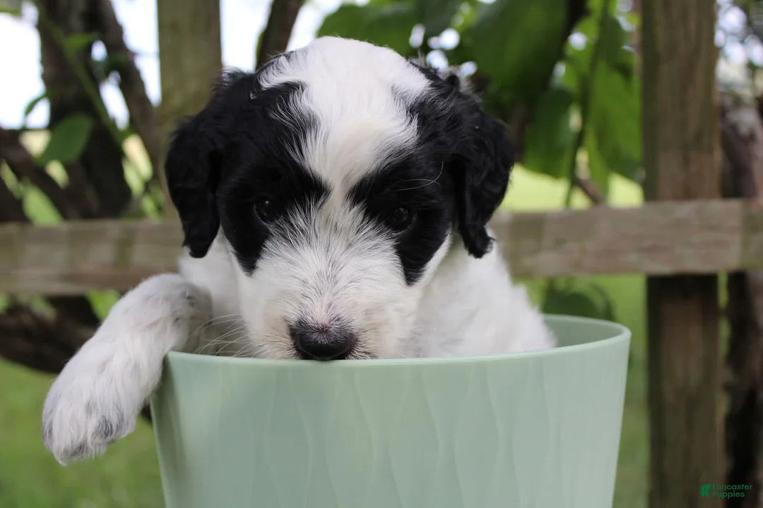 Bordoodle dogs for sale: Iris - Ad 1
