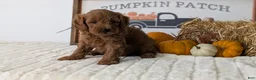 Mini Goldendoodle dogs for sale: Axel - Ad 4