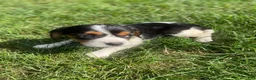 Beaglier dogs for sale: Amber - Ad 6