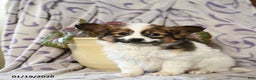 Papillon dogs for sale: Echo - Ad 1