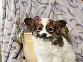 Papillon dogs Echo - Ad 22