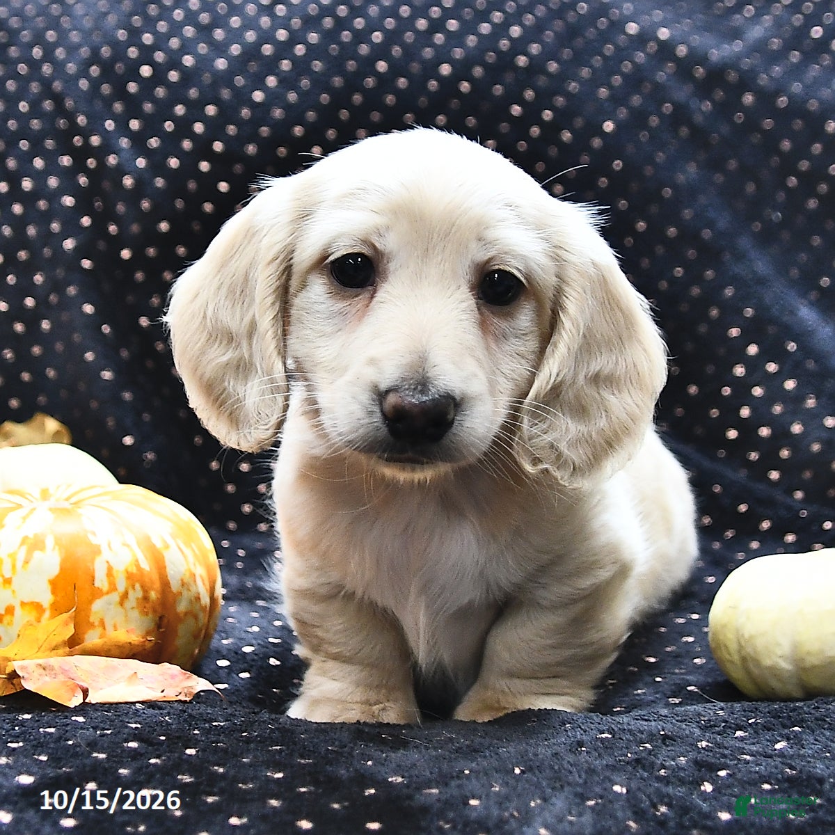 Miniature Dachshund dogs for sale: Coffee  - Ad 2