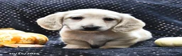 Miniature Dachshund dogs for sale: Coffee  - Ad 2
