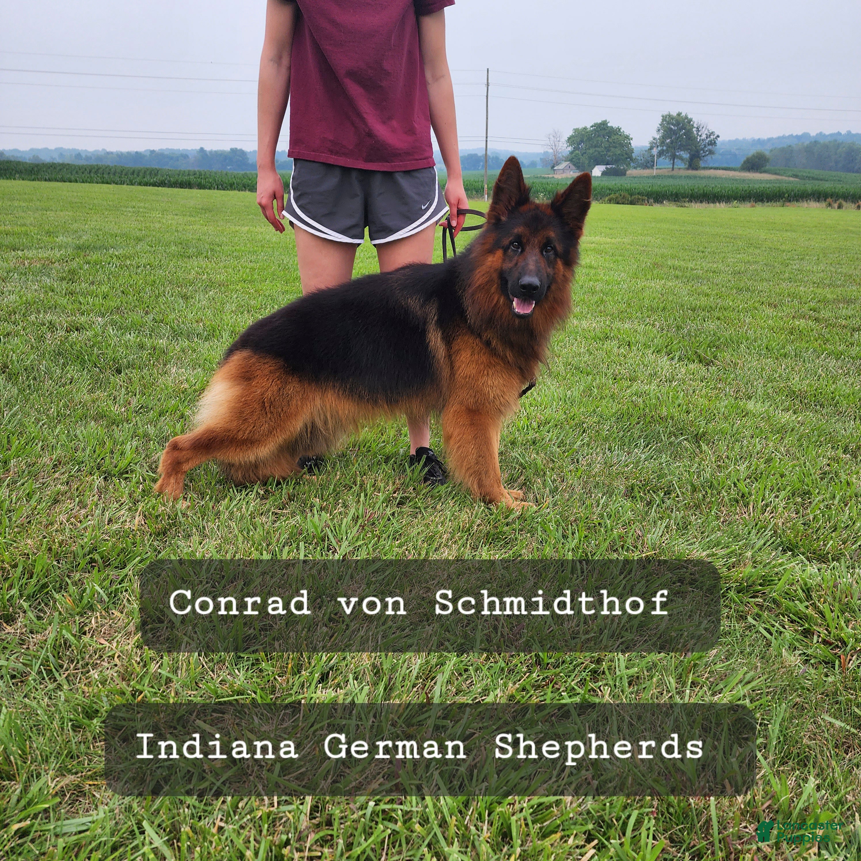 German Shepherd dogs German Shepherd 2 - Ad 42