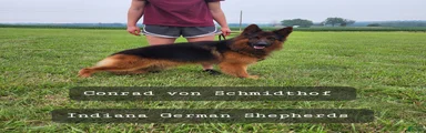 German Shepherd 2