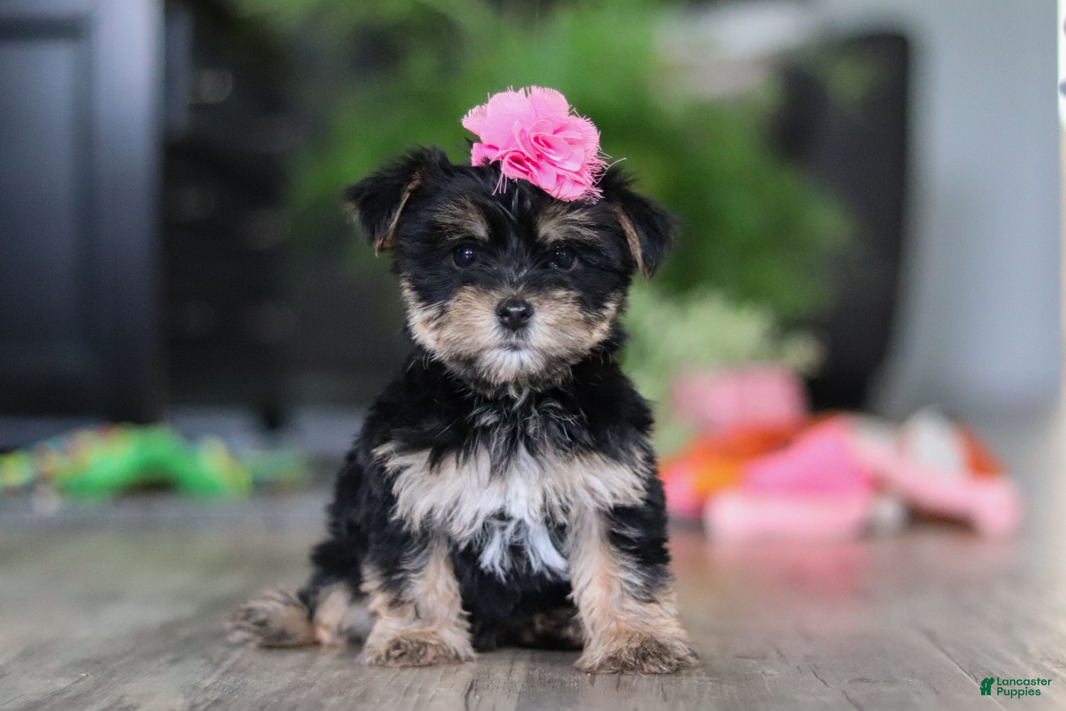 Morkie dogs Avery - Ad 17