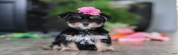 Morkie dogs for sale: Avery - Ad 1
