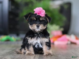 Morkie dogs Avery - Ad 29