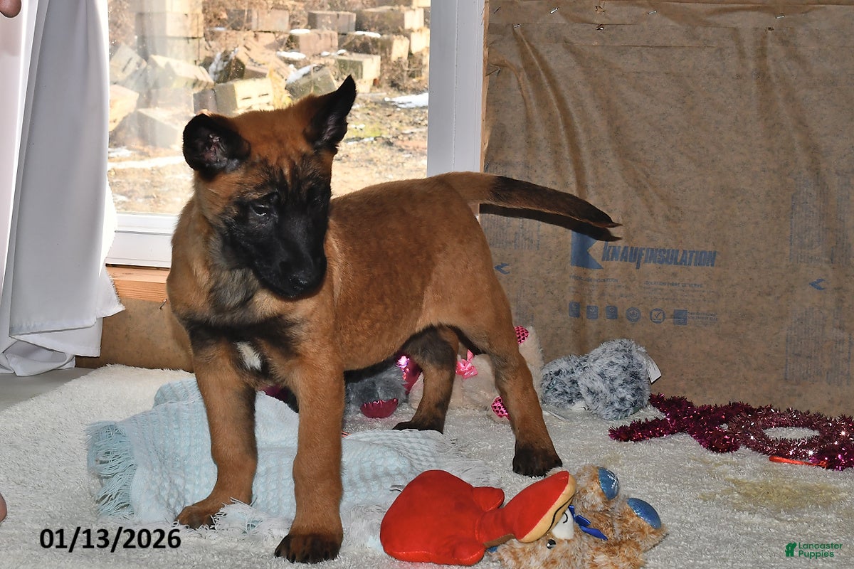 Belgian Malinois dogs Bruno - Ad 11