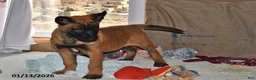 Belgian Malinois dogs for sale: Bruno - Ad 12