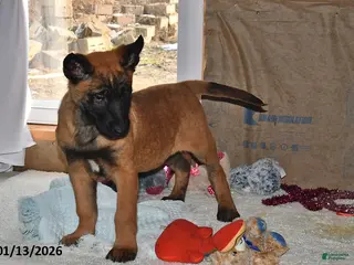 Belgian Malinois dogs Bruno - Ad 16