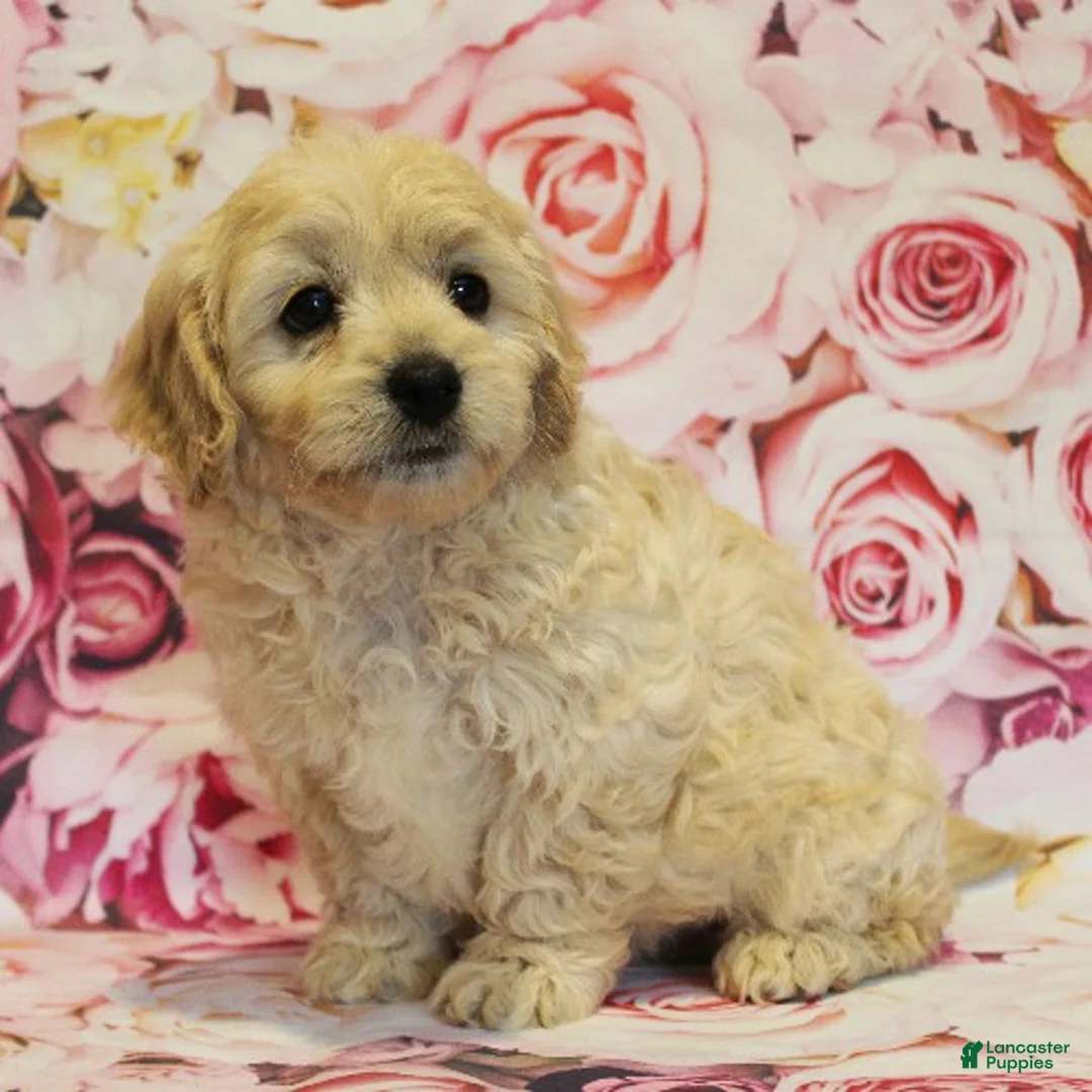 Cavapoo dogs for sale: Dylan - Ad 2