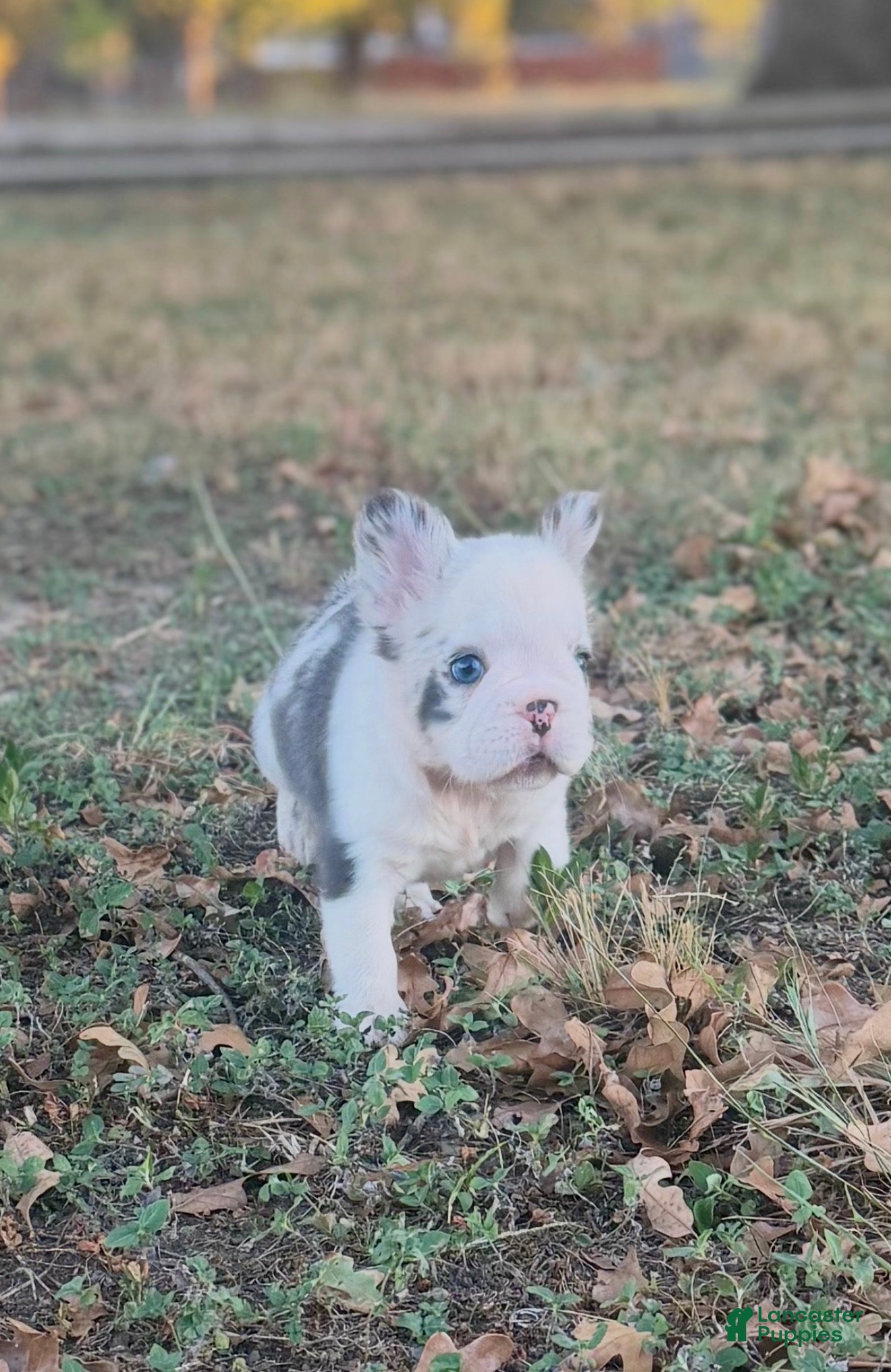 French Bulldog dogs Tiny - Ad 2