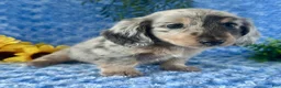 Miniature Dachshund dogs for sale: Zeek - Ad 6