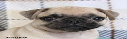 Pug dogs for sale: Kaylee - Ad 5