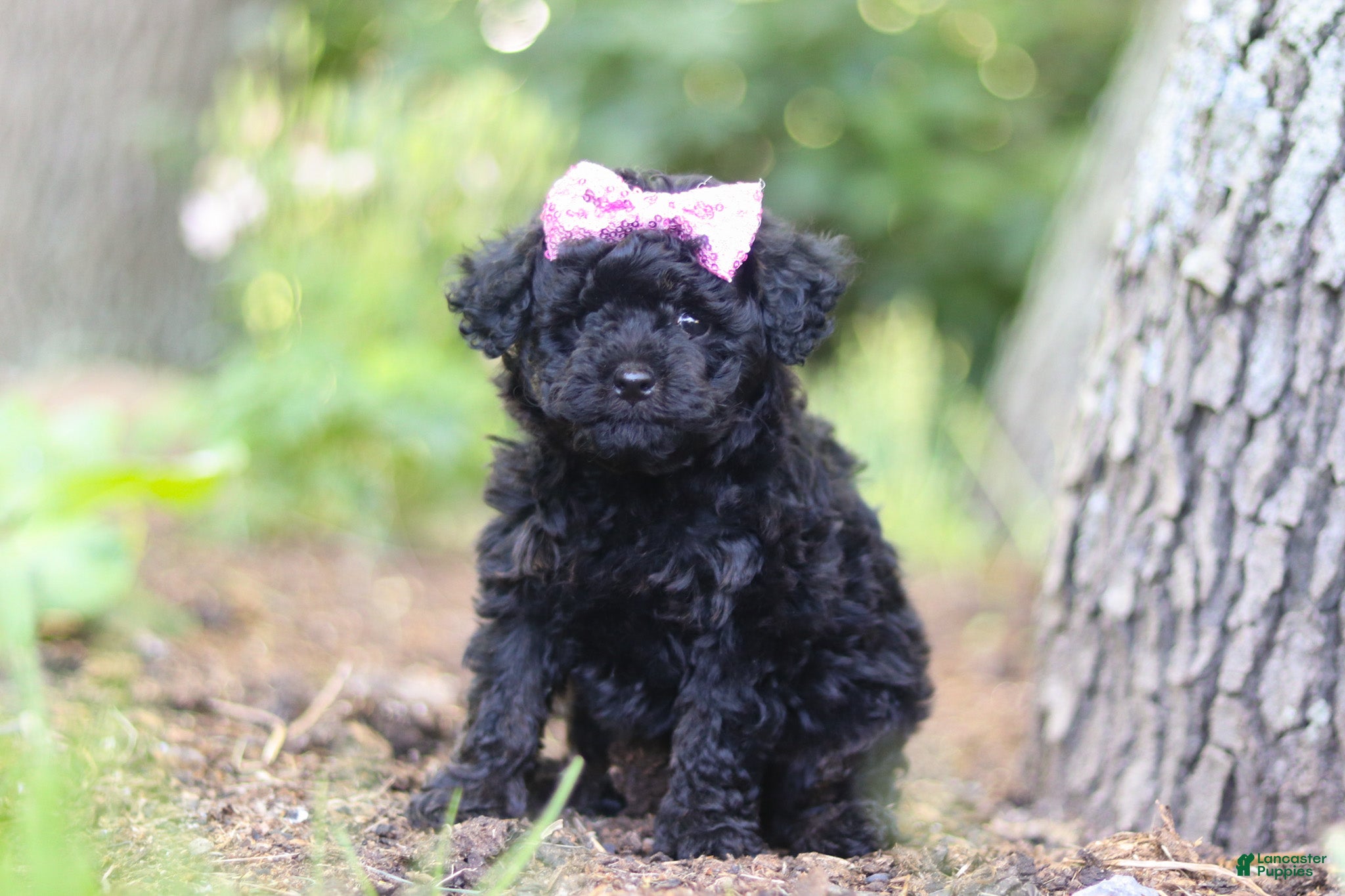 Miniature Poodle dogs April - Ad 1