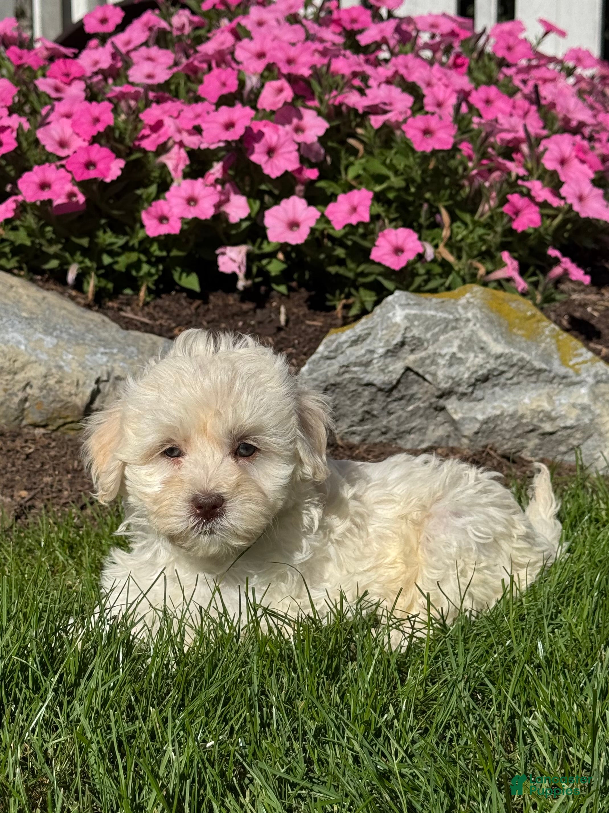 Havapoo dogs Khloe  - Ad 2