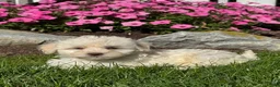 Havapoo dogs for sale: Khloe  - Ad 2