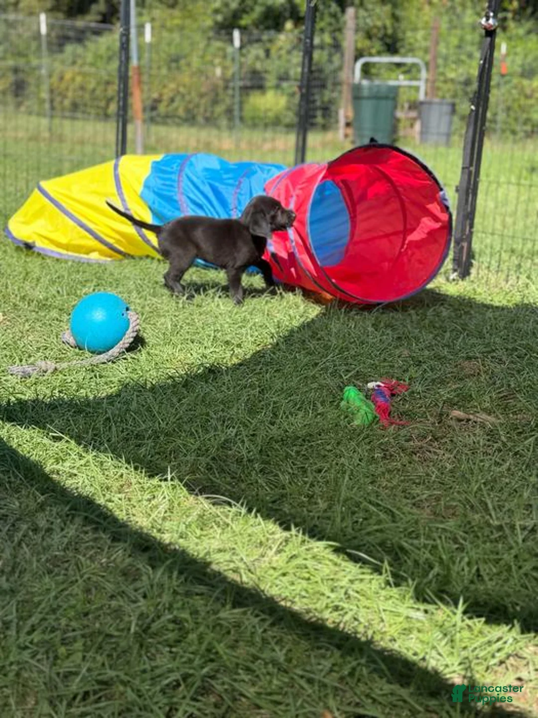Labrador Retriever dogs for sale: Liko - Ad 2