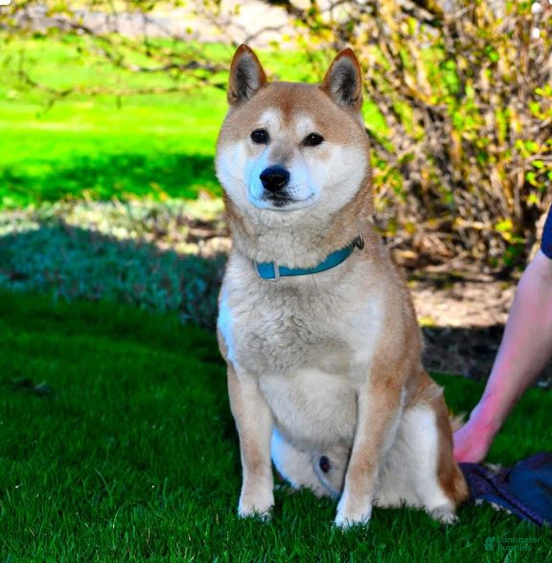 Mixed Breed dogs for sale: Missy - Ad 22