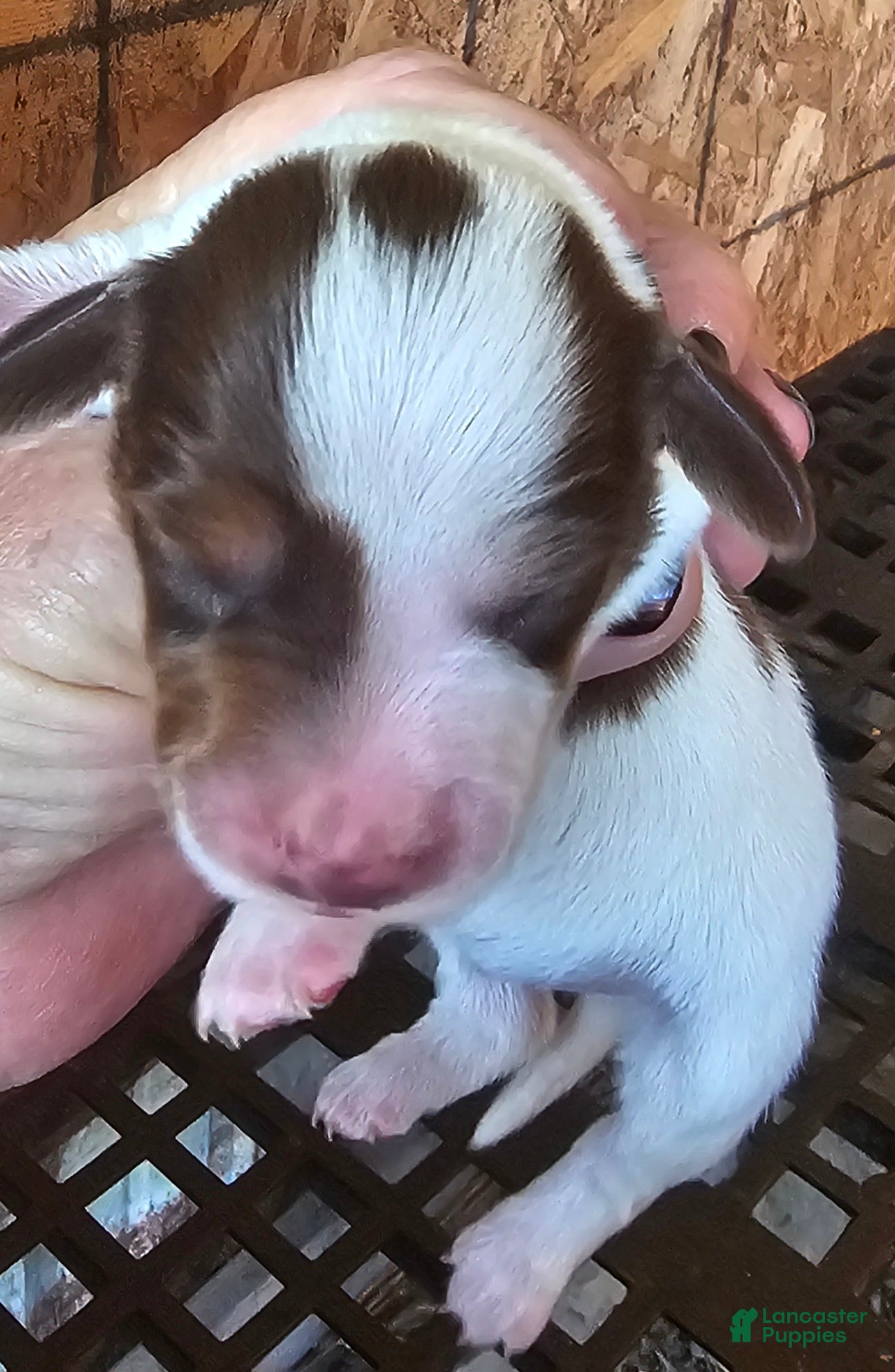 Miniature Dachshund dogs S-F Split Face Long-haired  - Ad 6