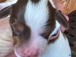 Miniature Dachshund dogs S-F Split Face Long-haired - Ad 22