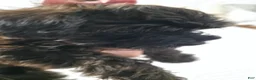 Yorkiepoo dogs for sale: Yorkiepoo 3 Red Collar  - Ad 17
