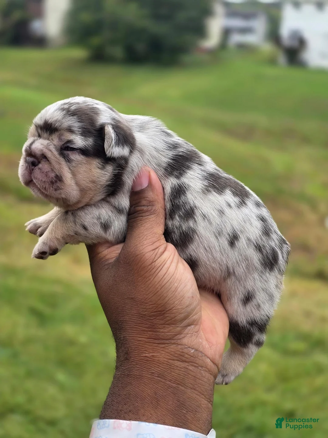 French Bulldog dogs for sale: Daphne - Ad 2
