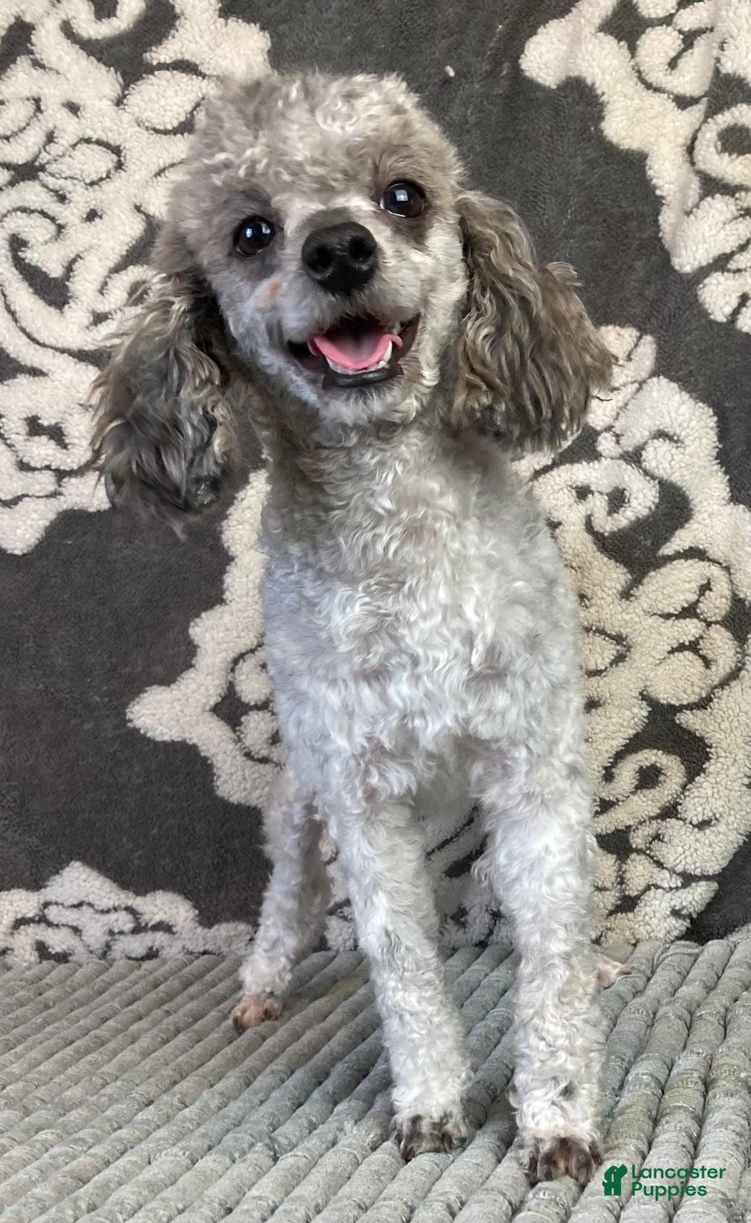 Mixed Breed dogs for sale: Panda - Ad 6