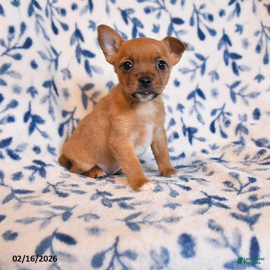 Mixed Breed dogs Linda - Ad 1