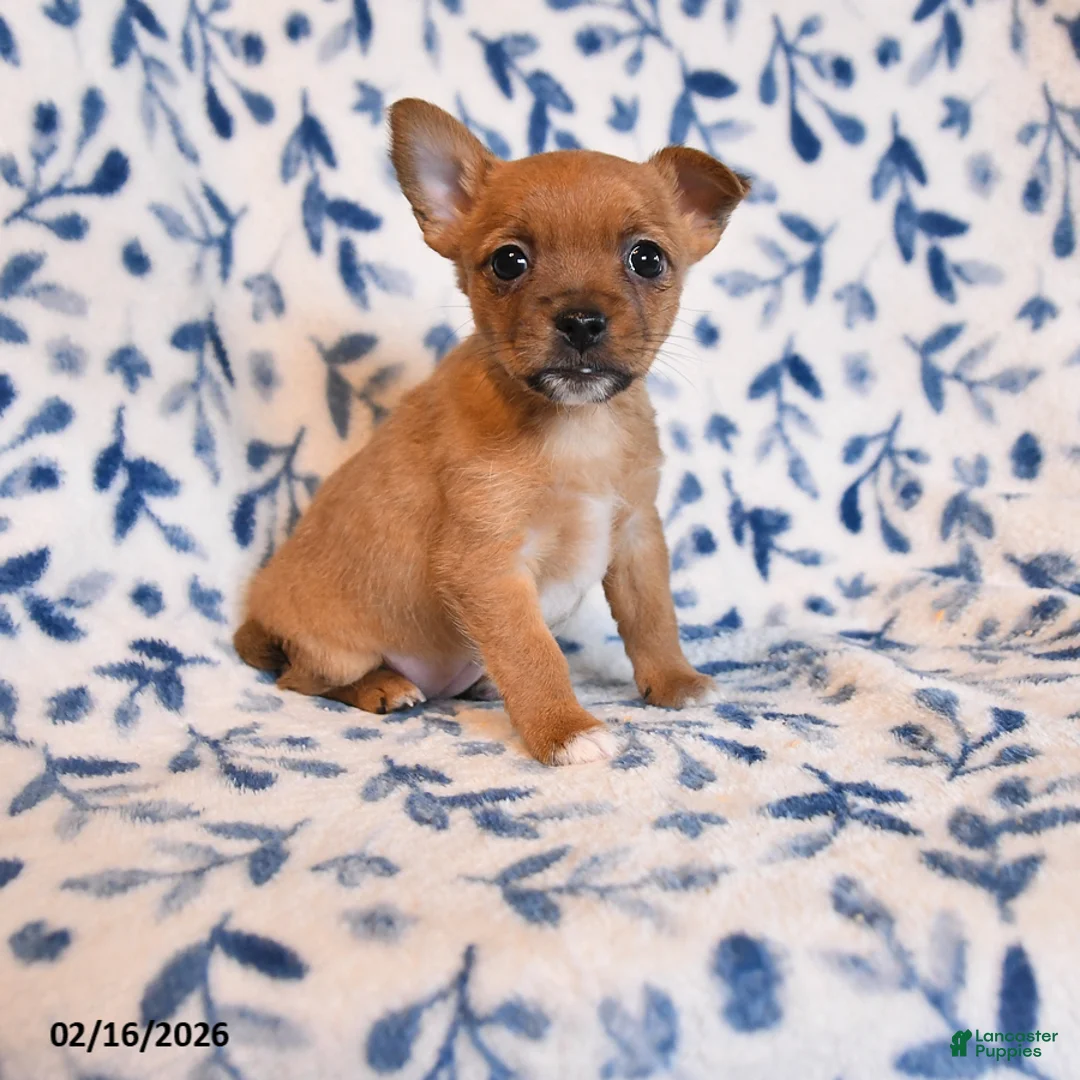 Mixed Breed dogs for sale: Linda - Ad 1