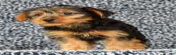 Yorkshire Terrier dogs for sale: Adaline - Ad 5