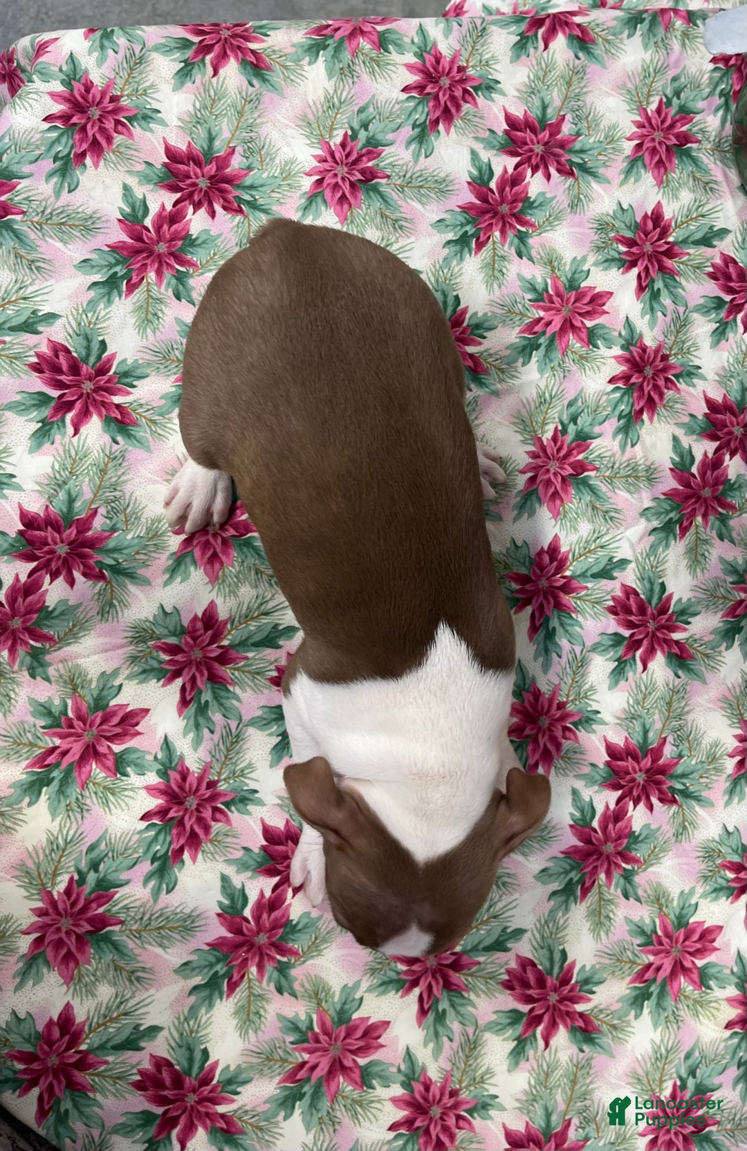 Boston Terrier dogs for sale: Allie - Ad 4