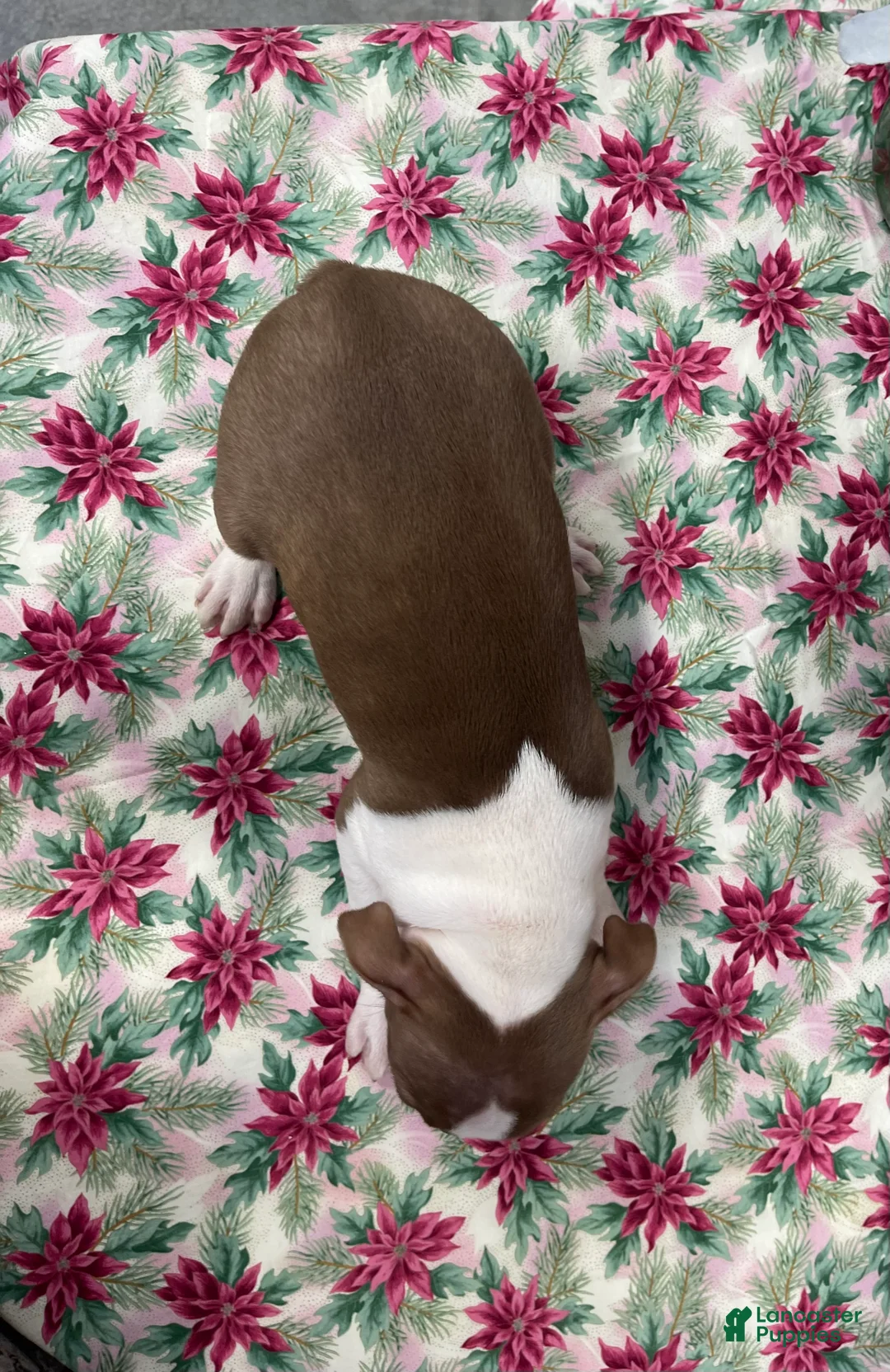 Boston Terrier dogs for sale: Allie - Ad 4