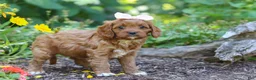 Cavapoo dogs for sale: Layla - Ad 5
