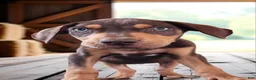 Catahoula Leopard Dog dogs for sale: MS 2026 Male 2 - Ad 5