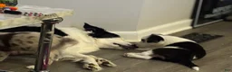 Border Collie dogs for sale: Spot - Ad 4